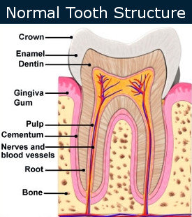 Normal Tooth Structure