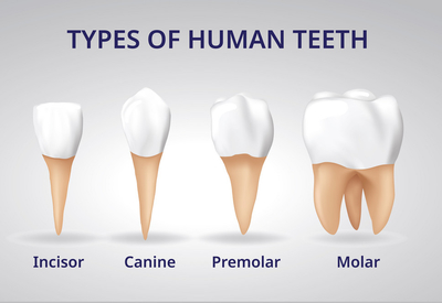 Is Every Tooth Unique? - My Dentist Burbank