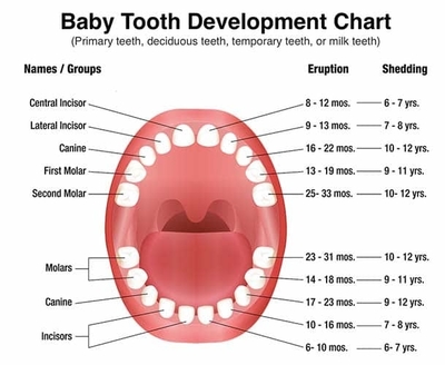 appearance of teeth in children